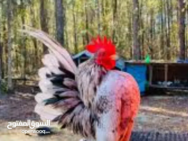 wanted serama مطلوب سيراما