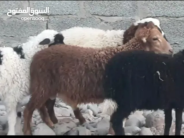 كبشان 3 +حملات 2 جباليات سمان فول ما شاء حلال طيب للتربيه وللذبح جاهزات