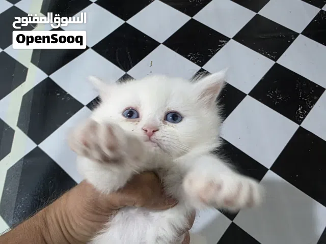 ام شيرازي وافراخ مضرب هملايا شيرازي