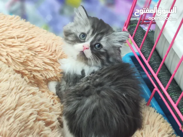 قطط شانشيلا احضر الريلز لانه رح يروح العرض عليك