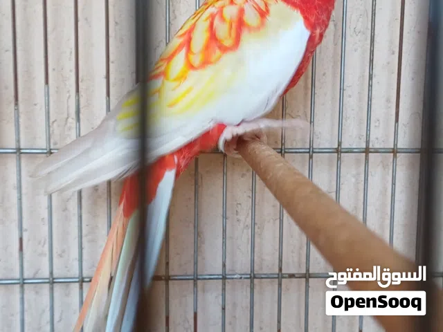 السلام عليكم كوبيه روزلا ناري درجه الله يبارك فل انشاءالله كوبيه حجم ماشاءالله عيون حمر