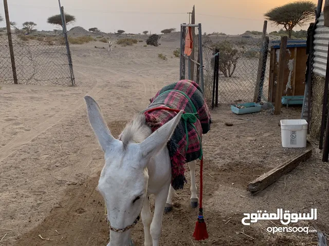 حمار للبيع