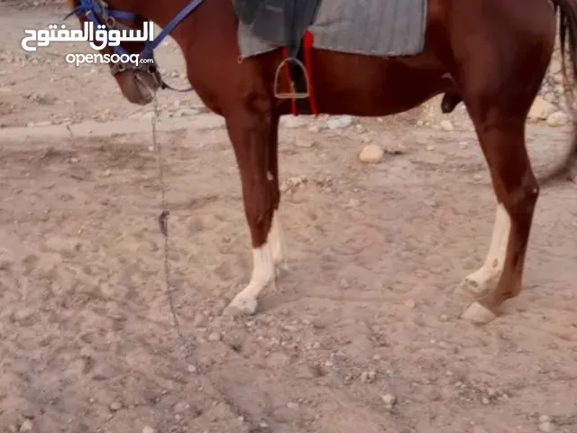 حصان اشقر العمر5سنين الطول 1.57