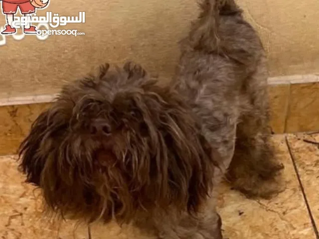 البيع كلب حياكم