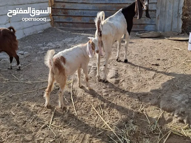 صخول للبيع