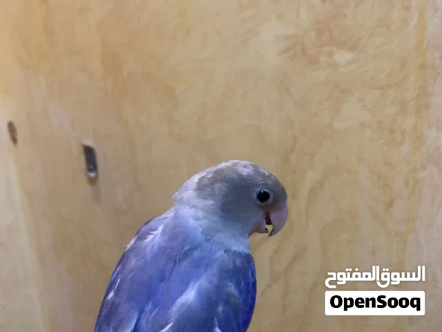طيور روز أليفة جداً ولعوبة.