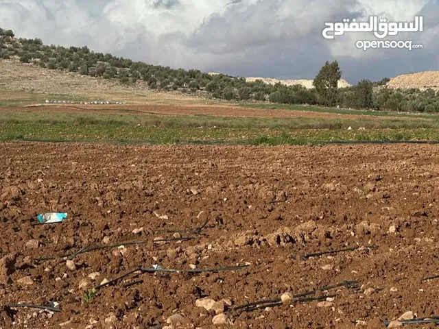 للبيع قطعة ارض بلعما - الزيتونة