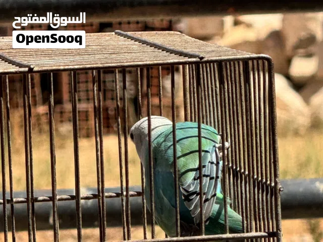 كوبيه بركديلو