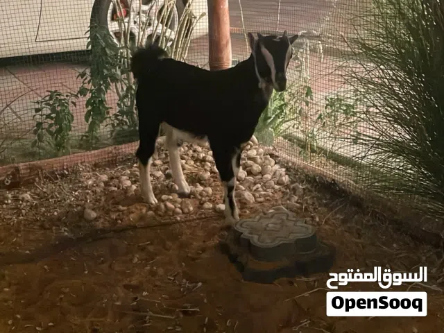 ماعز للبيع (السعر600)