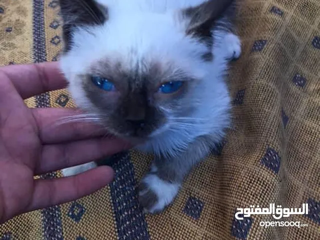 بسة الهملايا