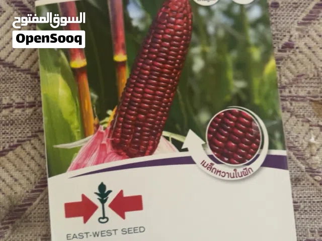 ذره بنفسجيه F-1 تايلنديه