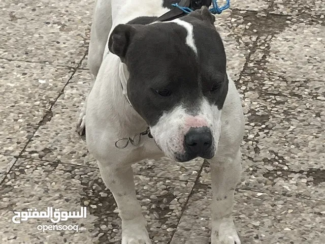 ذكر بيتبول بيور ضخم
