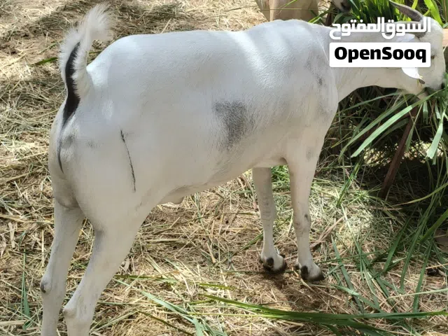 سلام عليكم يوجد لدينا جدي صومالي حجم كبير