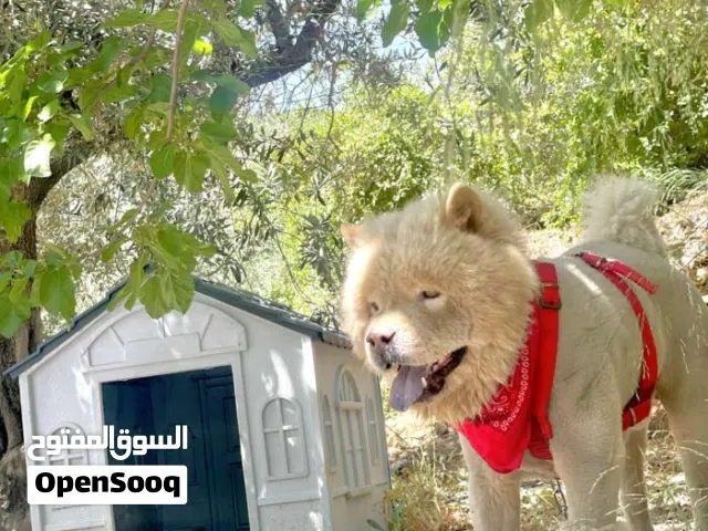 كلب اليف جدا مع الصغير والكبير
