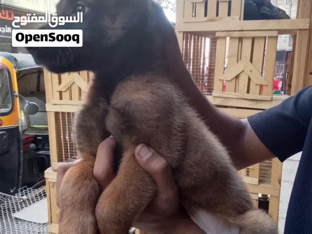 بنوته مالينو عمر شهرين
