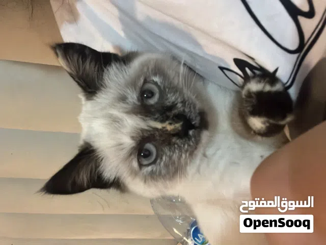 قط سيامي بيور