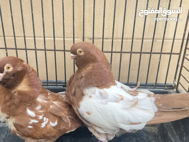 زوج كشكي وايت سايد منتج