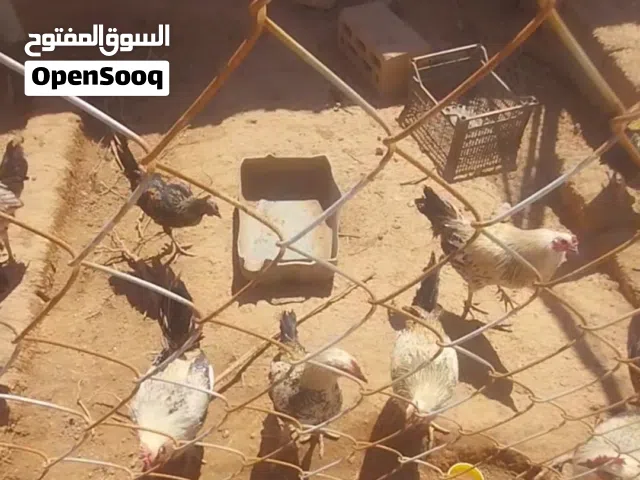 ديوك بلدي للبيع عدة أنواع