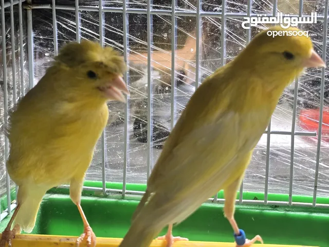 فحل جاهز
تغريد نار مكفول