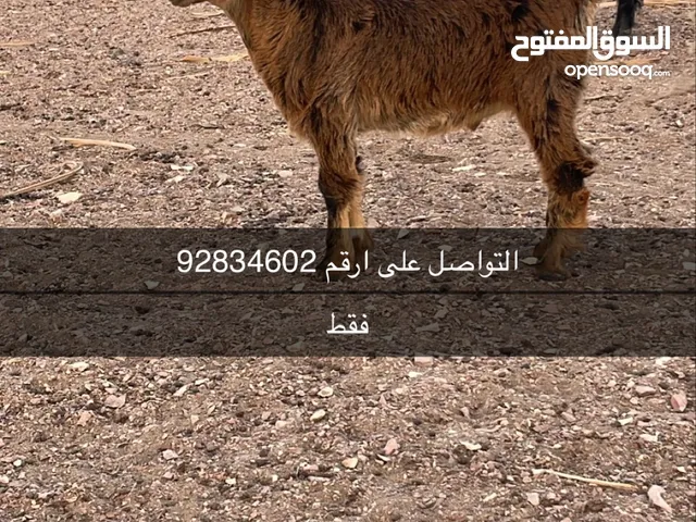 جدي فول سمنه يشرب حليب من ثلاث اغنام
