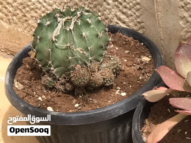 نباتات زينة خارجية