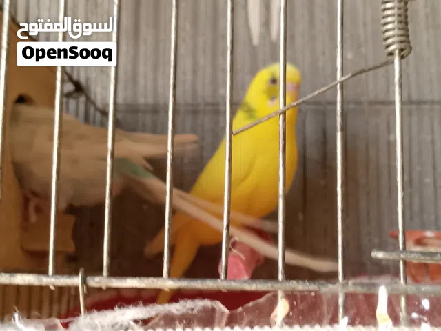 طيور حب للبيع