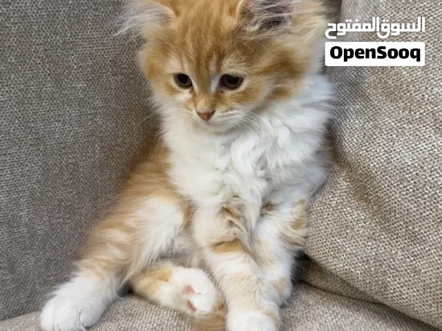 قطط ذكور واناث