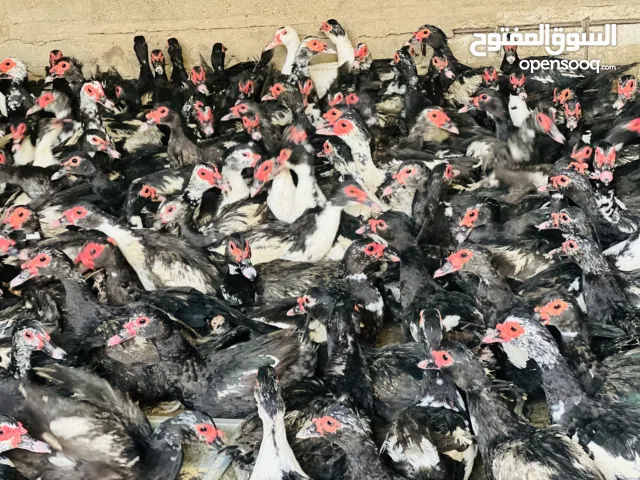 إناث بط مسكوفي