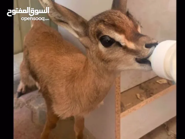 غزال ذكر الدماني