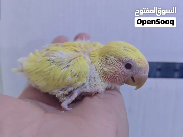 غندور روز جاهز للزق اصفر عيون حمر