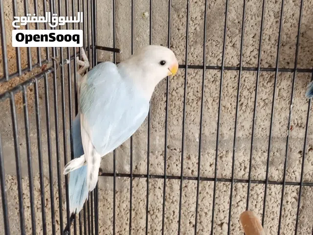 طير روز اي بركديلو للبيع بسم الله ما شاء الله