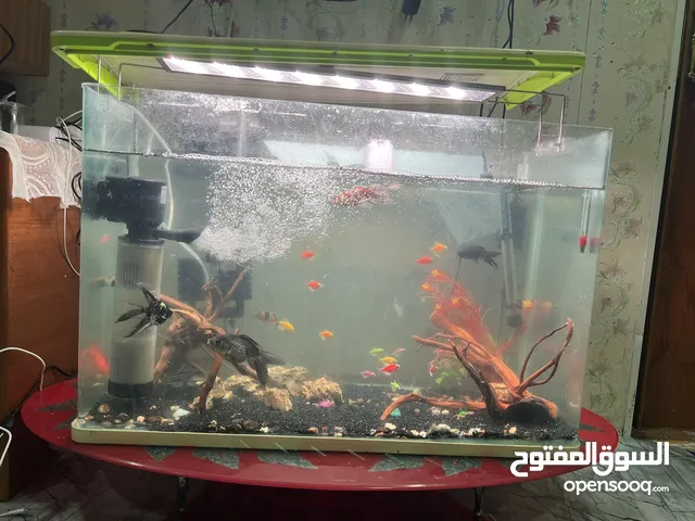 حوض سمك قياس 80