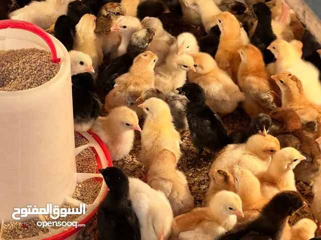 صوص بلدي ولوهمان عمر 7 ايام..................... اربد حوفا الوسطيه