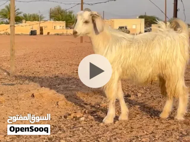 للبيع تيس ود سنه ونص سمين فول