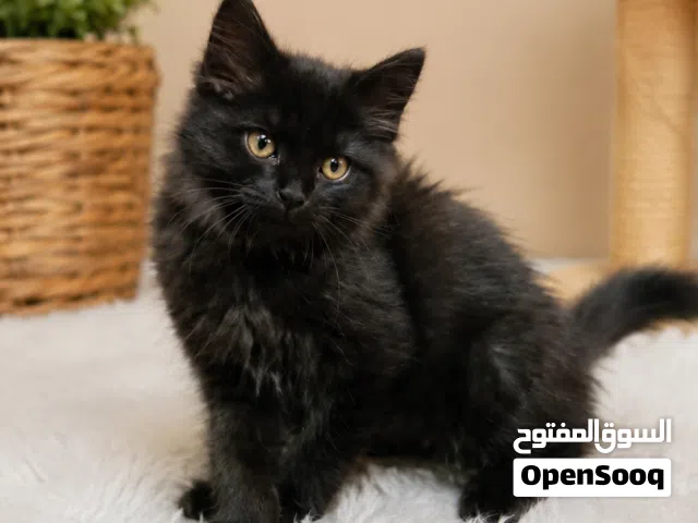 قطط شيرازي للبيع
