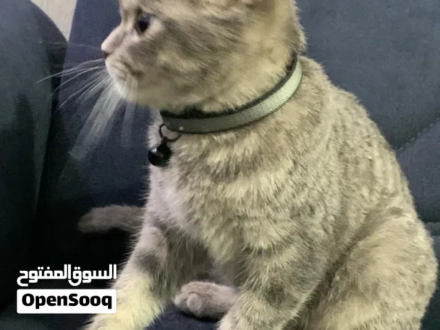 سكوتش فولد