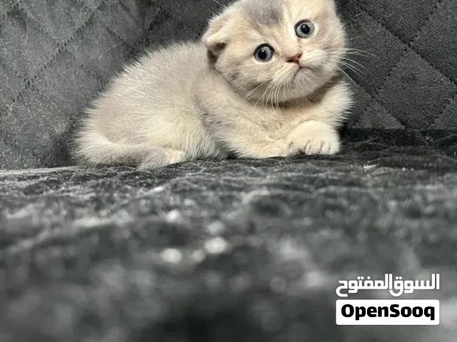 انثى سكوتش فولد جولدن بلو أقرا الوصف