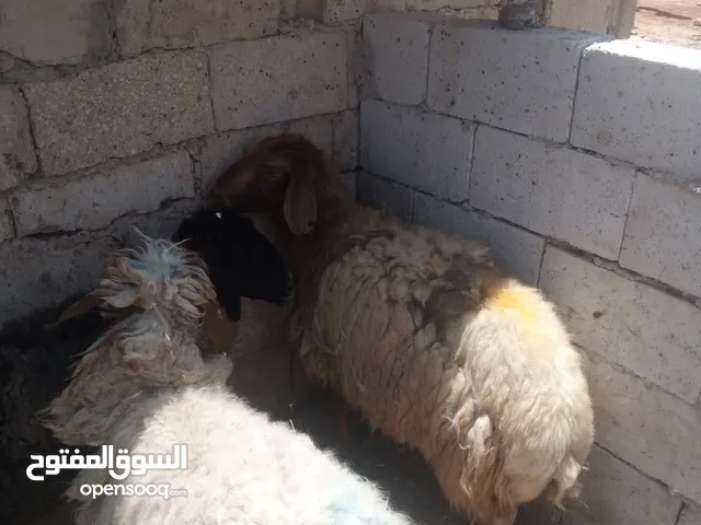 نبدأ بصلاة عل رسول الله يوجد لدينا جميع انواع الذبائح البلديه- خراف - كباش_اغنام_ اوزان من 40ولغاية