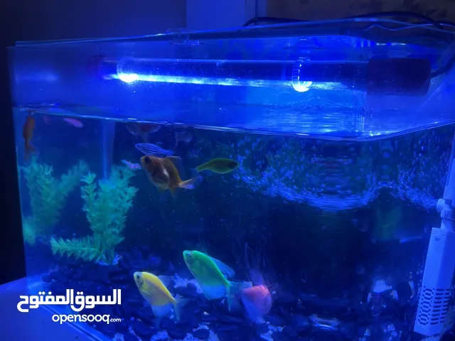 اسماك زينه 11 حبه مع الحوض والليت والاخر.. والاكل