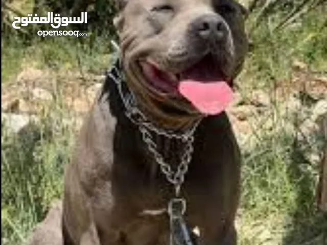 ذكر امريكان بيتبول تيرتر