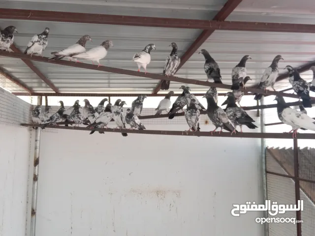 فروخ حمام باكستاني للبيع