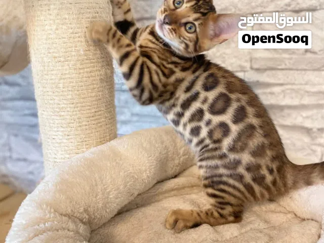 Bengal kittens