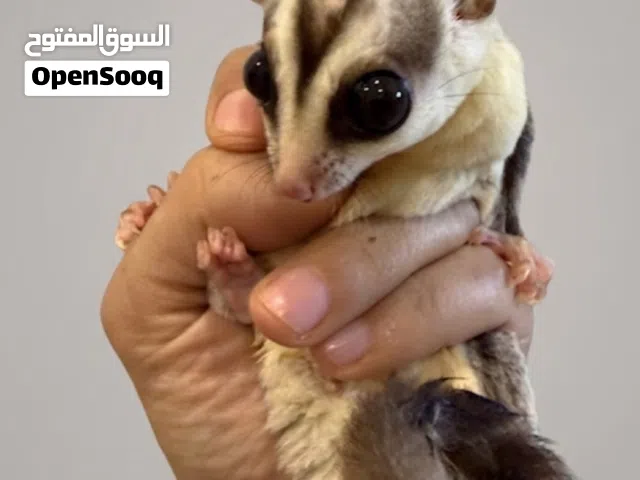 شوقرقلايدر sugar glider
