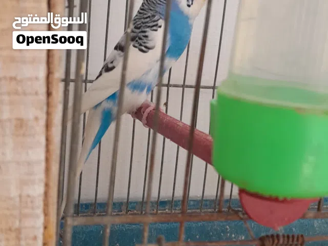 جوز تحته خمس دحيات للبيع