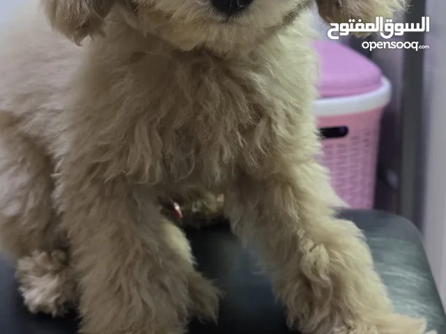toy poodle male 4 months old
