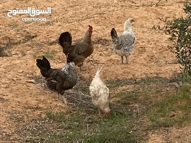 دجاج عربي كله يدحي وديك رومي