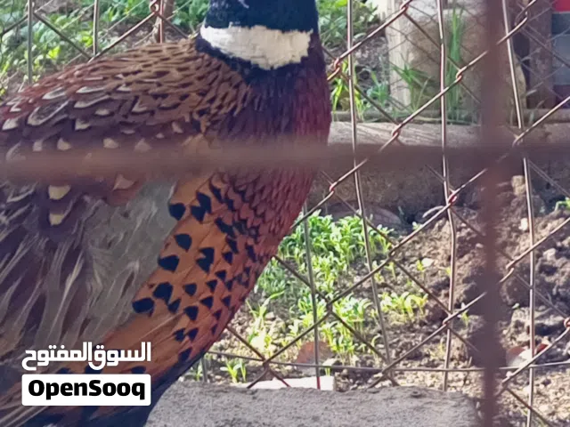 طير نوع فزنت ديك للبيع او البدل