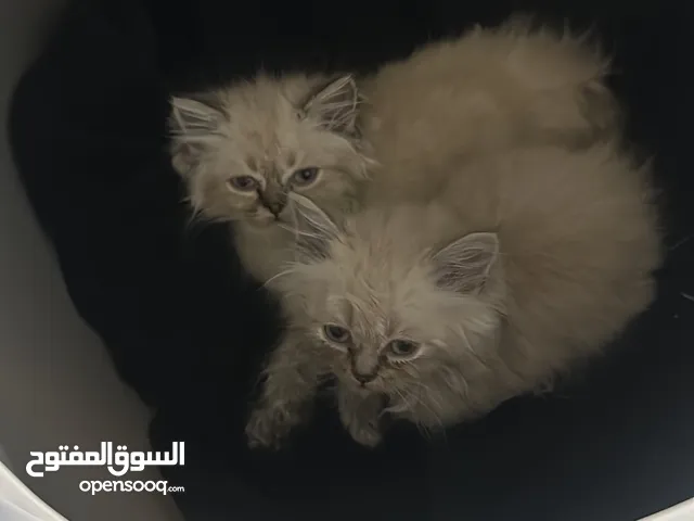 للبيع 3 قطط 2 شيرازي سيامي إناث و1 ذكر سكوتش فولد لطيفين جدا ولعربين ومتعودين على اللتر بوكس