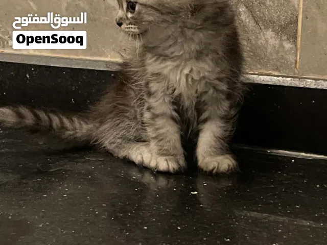 قط شيرازي ذكر