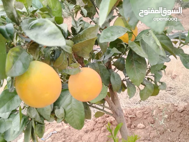1 Bedroom Farms for Sale in Salt Al Balqa'